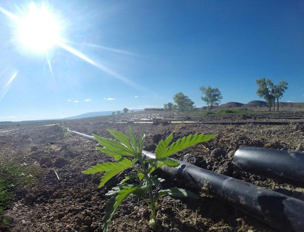 Hemp Plant